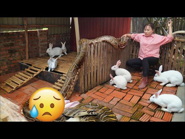 Harvesting FIGS & Goes Market to Sell - Rescue the Rabbit Farm from the Giant PYTHON Invasion