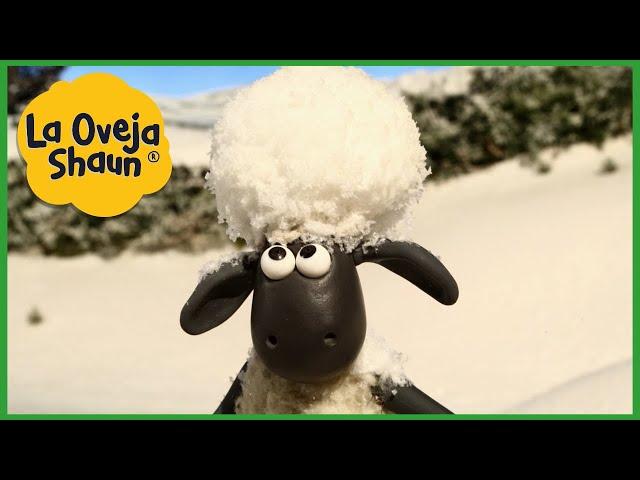 La Oveja Shaun  Oveja de las nieves  Dibujos animados para niños