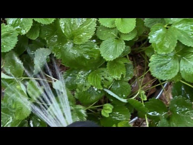 Hand Watering the Garden is the Perfect Time to Inspect Your Plants