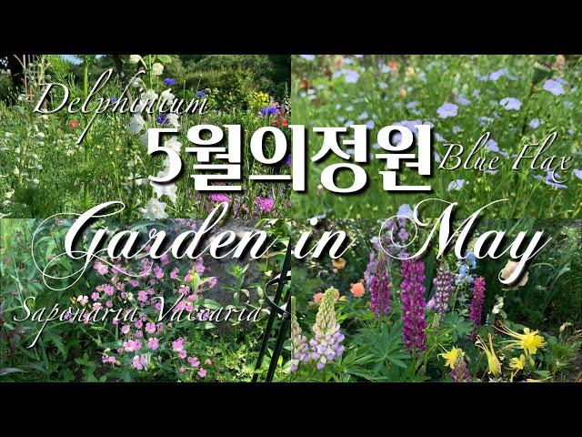 5월의 정원 Part. 3 - 델피늄/사포나리아/블루플랙스 - Garden in May Part. 3