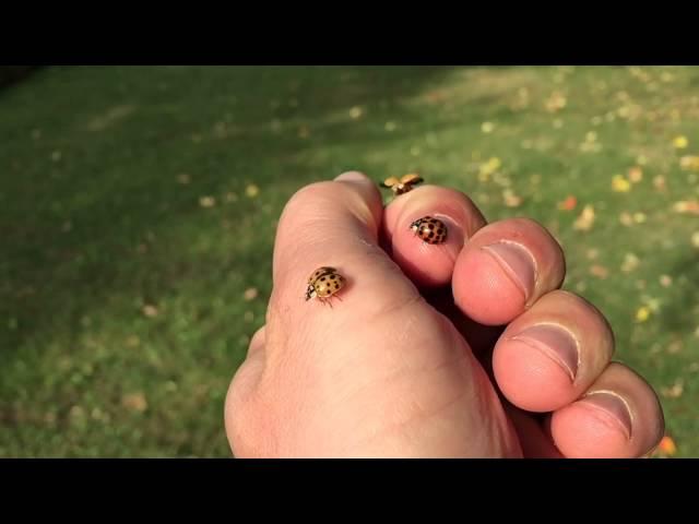 Synchronized Ladybug Flying