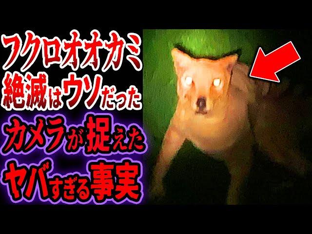 【最新情報】絶滅は嘘だった…フクロオオカミを激写！絶滅したはずのタスマニアタイガーの目撃情報が後を絶たない理由がヤバすぎる【ゆっくり解説】【UMA・未確認生物】