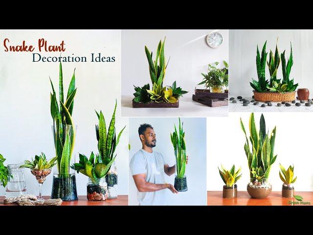 4 Unique Snake plant Arrangement & Decoration in Water Ideas using Gravel Stones&Rocks//GREEN PLANTS