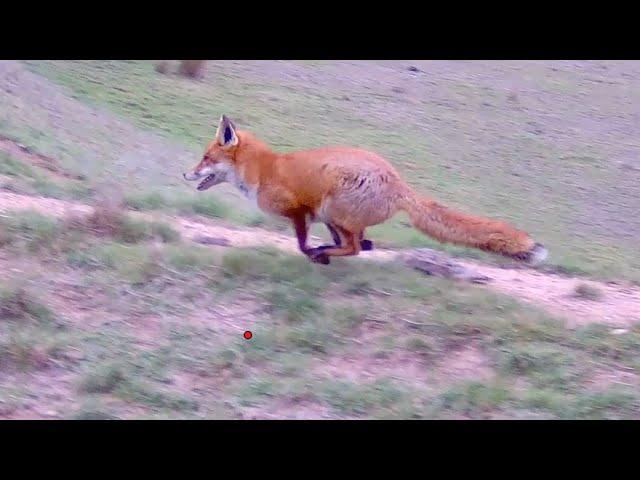 2024 Ultimate Driven Fox Hunting Compilation Victoria Australia