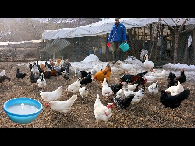 What Should a Chicken Coop Look Like? - I Collected Lots of Eggs - Poultry Farm and Business