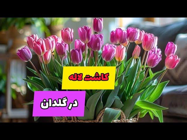 برای سفره عیدت لاله بکار