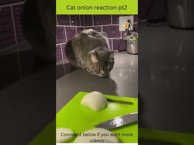 watch this cat reacting to chopping onions pt 2 #shorts #viralshorts #cats #catsoftiktok