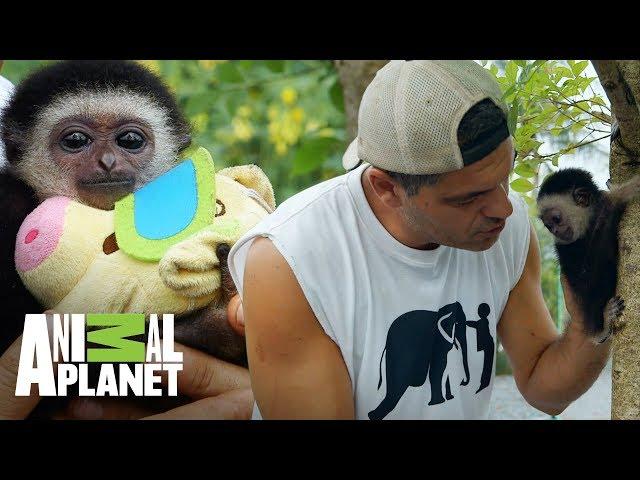 La historia del bebé gibón: del rescate a la rehabilitación | Wild Frank: Al rescate | Animal Planet