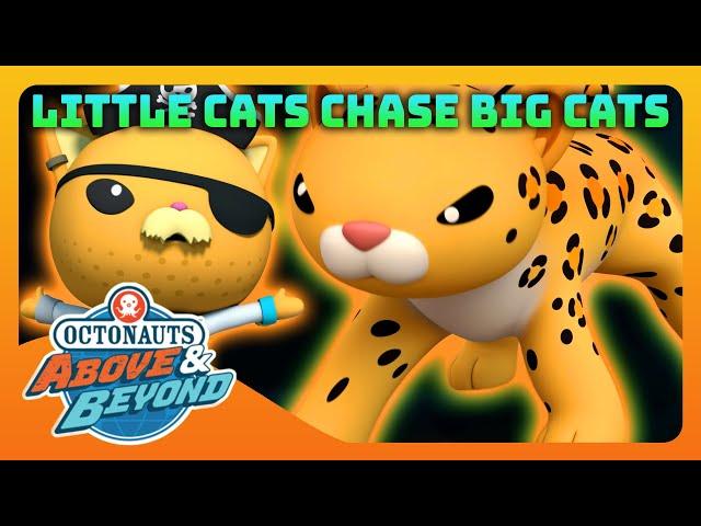 Octonauts: Above & Beyond -  Searching for Giant Cats  | Compilation | @Octonauts​