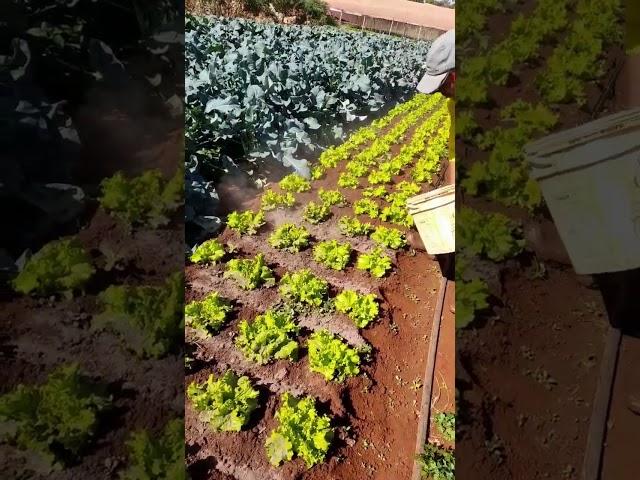 essa é pra quem tem horta no quintal #dicas #agronomia #vidanaroça #horta #plantas #soudosertao