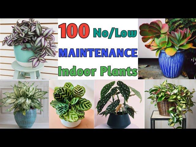 100 Low Light Low Maintenance Plants | Low Maintenance Indoor Plants | Plant and Planting