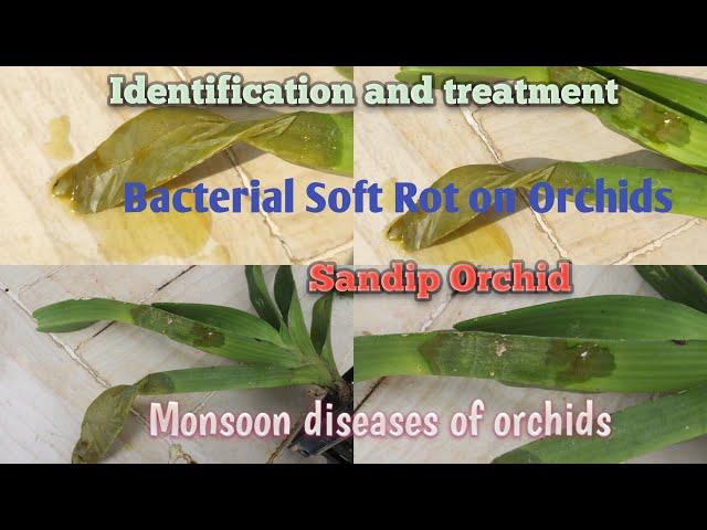 Bacterial Soft Rot on Rhynchostylis Gigantea: Identification & Treatment। Monsoon diseases of orchid