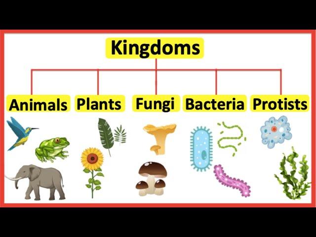 5 Kingdoms | Animals, plants, fungi, bacteria & protists