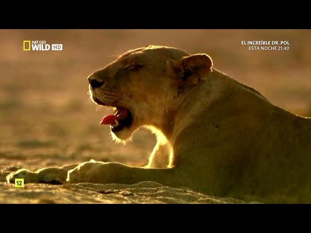 Territorio de Leones: Pride and Punishment || National Geographic