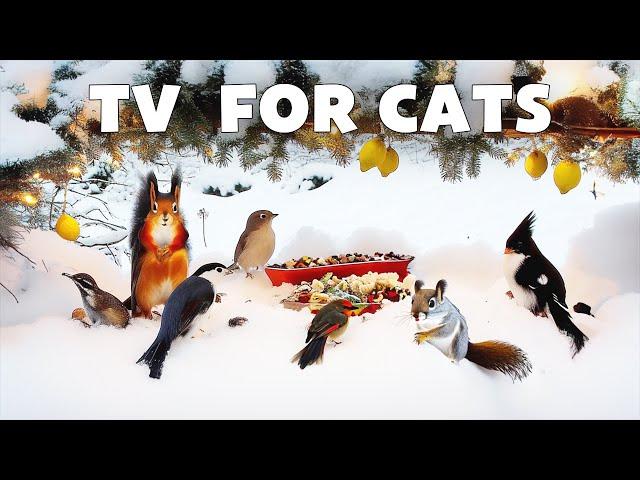 Birds Video for Cats to Watch  Beautiful Birds Chirping on Christmas Eve & Relaxing Bird Songs