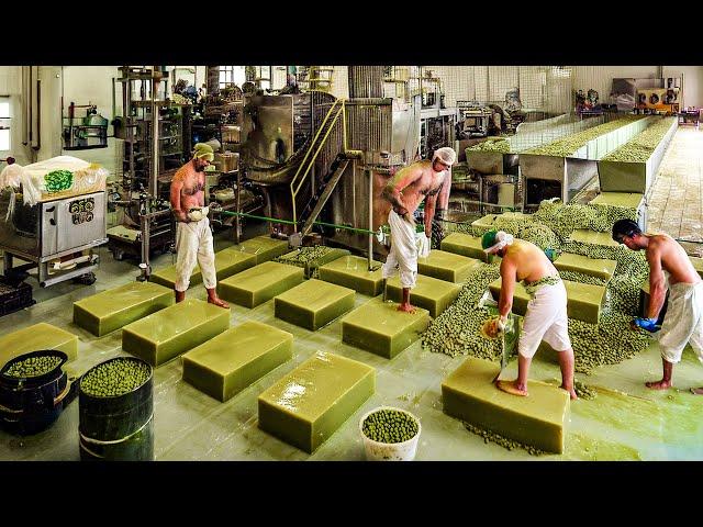 How Millions Tons of Olive Soap Bars Are Produced in the Factory - Harvesting and Processing Olives