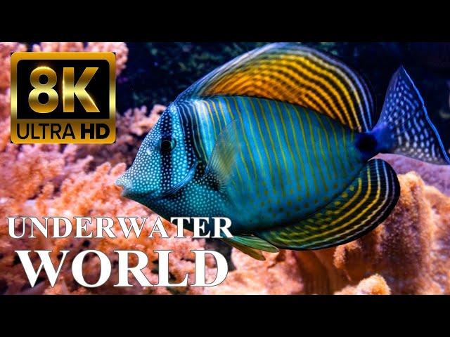 Underwater World 8K ULTRA HD – Marine Life, Sea Animals and Coral Reef