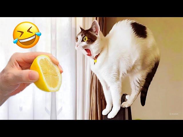 Best Funny Animal Videos 2024  Funny Videos About Dogs and Cats That Make You Can't Stop Laughing