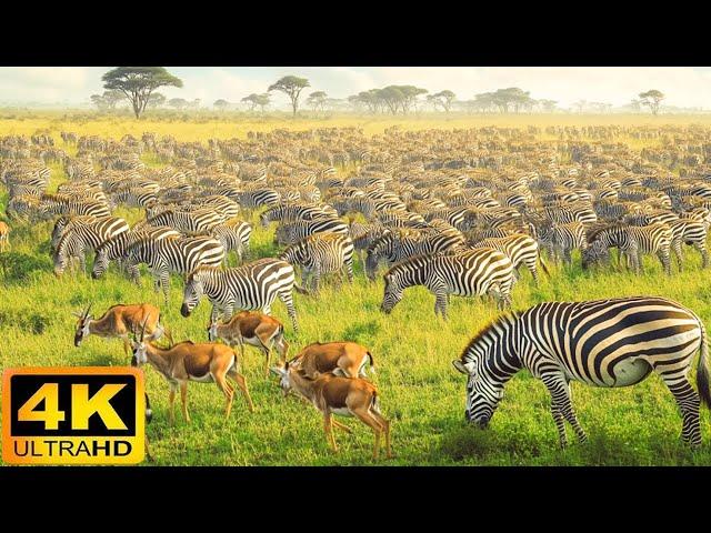 4K African Wildlife: Experience Africa’s Wildlife In Kruger National Park | Wildlife Documentary