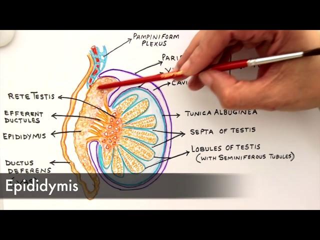 Gross Anatomy and Histology of Testes