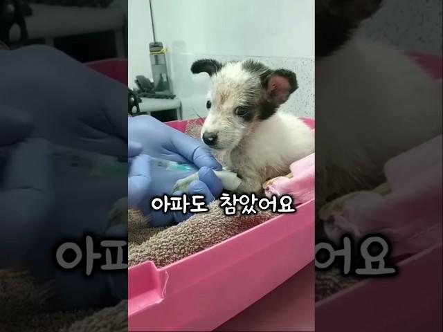 유기견의 삶이 바뀌는 순간