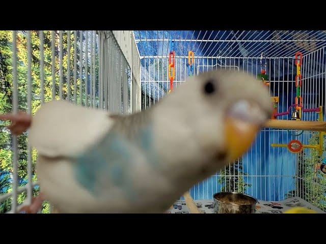 The BEST PARAKEETS SOUNDS 3 Hours for your birds to listen to.