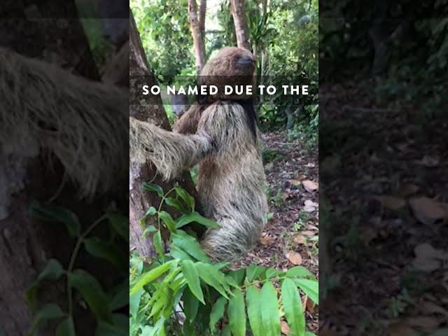 The Elusive Maned Sloth from Brazil!