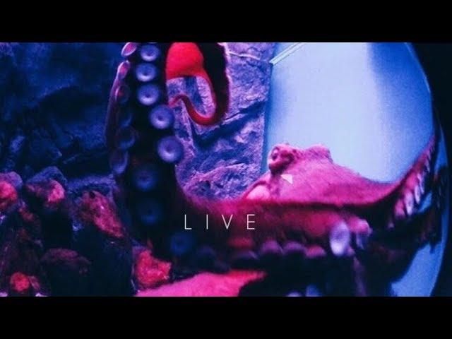 Octopus Live