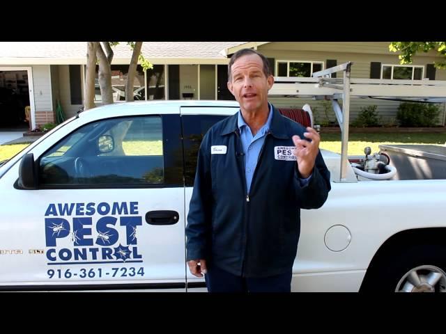 Sacramento Pest Control 916 361 7234 Awesome Pest Control