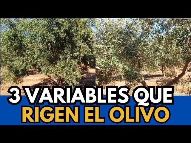 🟥 The 3 rules to keep in mind in the olive tree