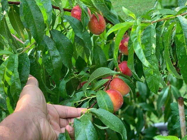 Getting your fruit tree to yield fruit. The EASY WAY.