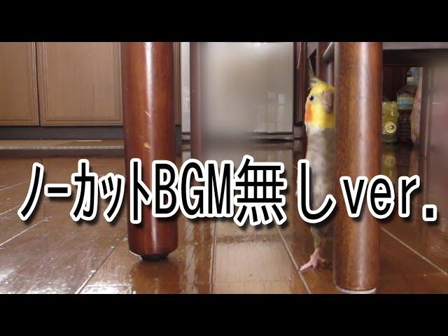 【カット・BGM無し】ビビりながらチラ見しまくるオカメインコ