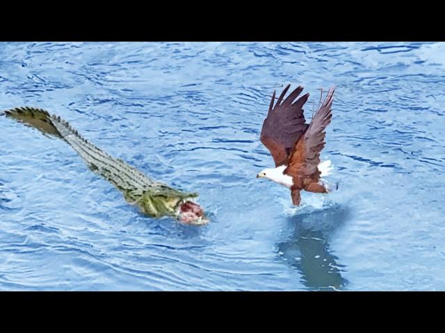 Eagle Steals from Crocodile, Croc Steals it Back