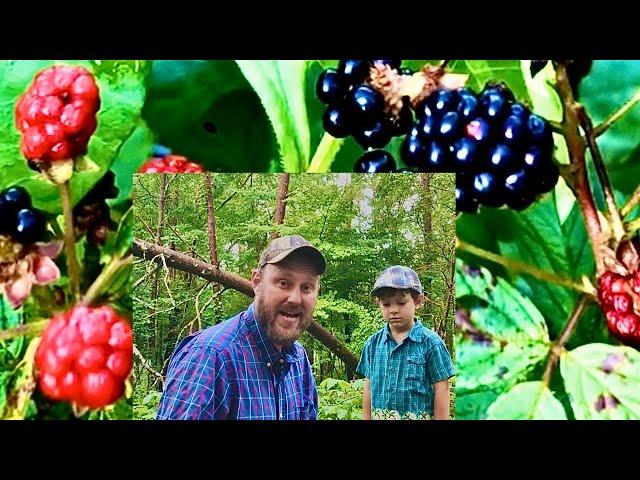 Black raspberries blackberries & Dewberries! What’s the difference?