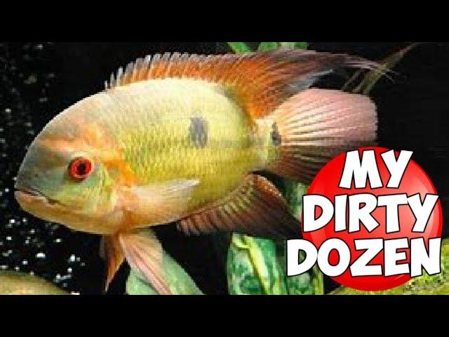 12 INCREDIBLE NEW WORLD CICHLIDS SOME RARELY SEEN