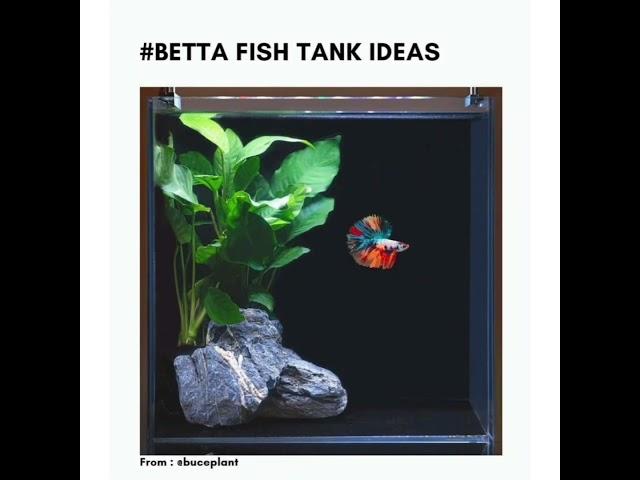 best betta Fish Tank ideas.