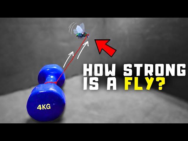 How Much Weight Can a Fly Lift? - Experiment