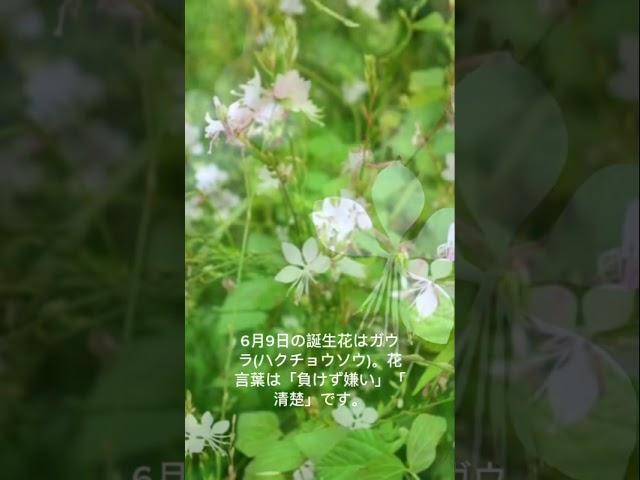 6月9日の誕生花はガウラ(ハクチョウソウ)。花言葉は「負けず嫌い」「清楚」です。 #神奈川県 #ランチ #負けない #花言葉 #グルメ #恋愛 #花 #ラーメン #コンビニ #スイーツ