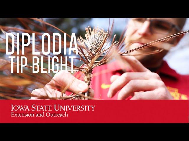 Diplodia Tip Blight of Pine Trees