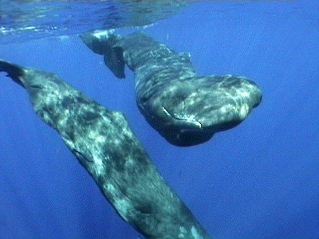 Sperm Whales of Dominica | JONATHAN BIRD'S BLUE WORLD