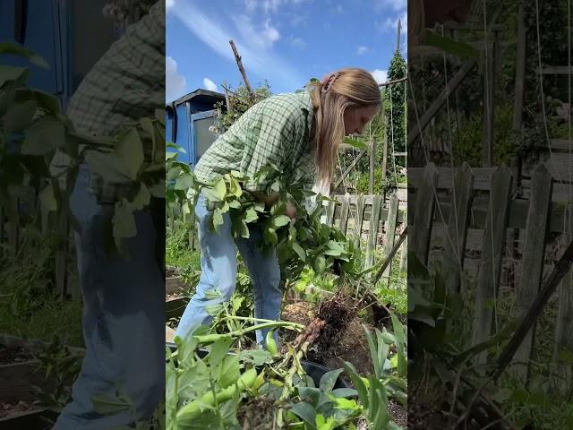 JULY IN THE ALLOTMENT GARDEN 2023 #allotmentgarden #allotment