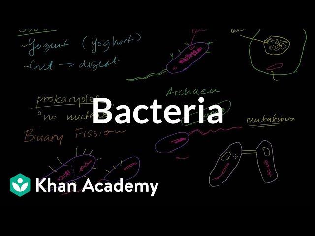 Bacteria