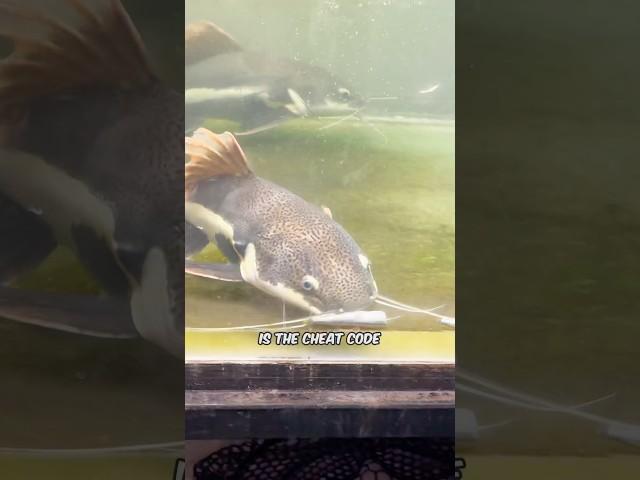 How to Grow Monster Catfish