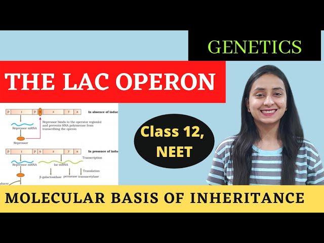 The Lac Operon | Class 12 Genetics | Molecular Basis of Inheritance