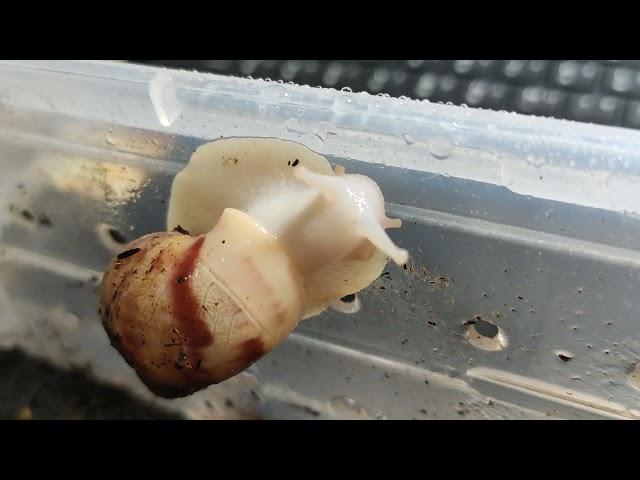 白玉蝸牛日常 white jade snail’s daily life