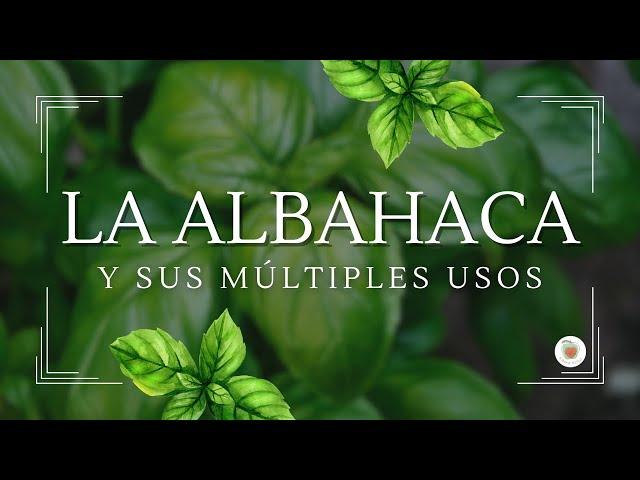 LA ALBAHACA Y SUS MÚLTIPLES USOS