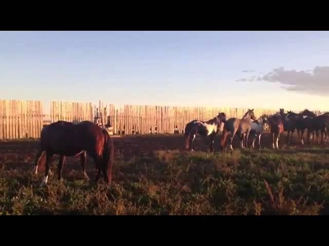 Nokota wild horses - EXTREME Stallion behavior