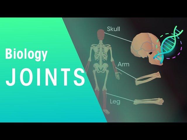 Joints | Physiology | Biology | FuseSchool