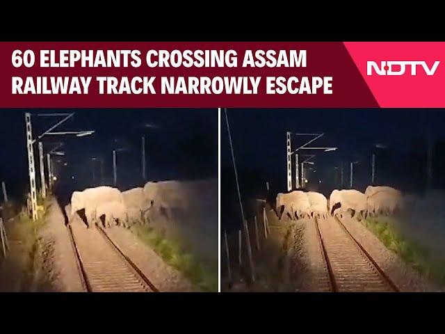 Assam News | AI-Based Safety System Stops Train In Assam Elephant Corridor As Herd Crosses Tracks