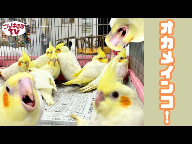 【こんぱまるＴＶ】千葉店　#14  オカメインコ！